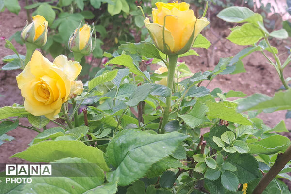 گل‌های زیبای بهاری
