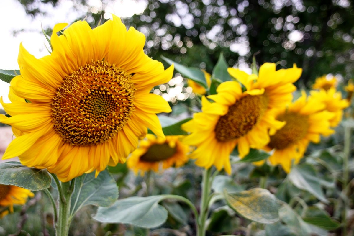 مزرعه آفتابگردان در سلماس