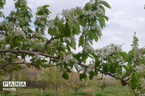 شکوفه‌های بهاری استان خراسان شمالی 