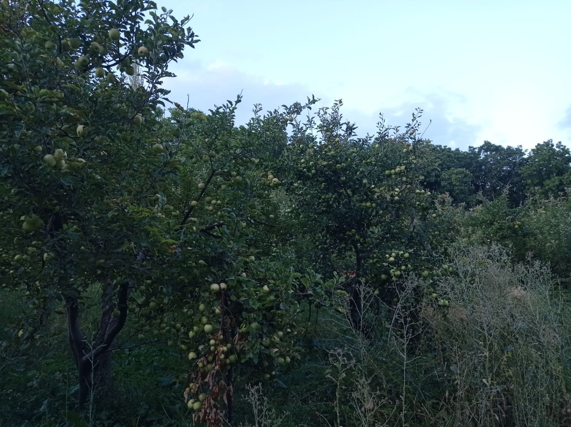 آغاز برداشت گردو در روستای اردغان شهرستان اسفراین