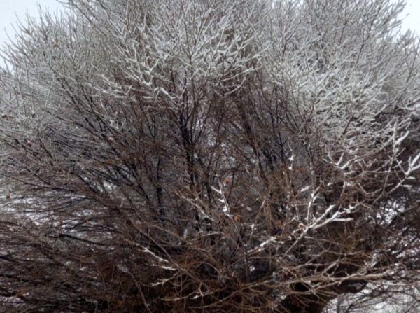 برف زمستانی، مهمان شهرستان کیار