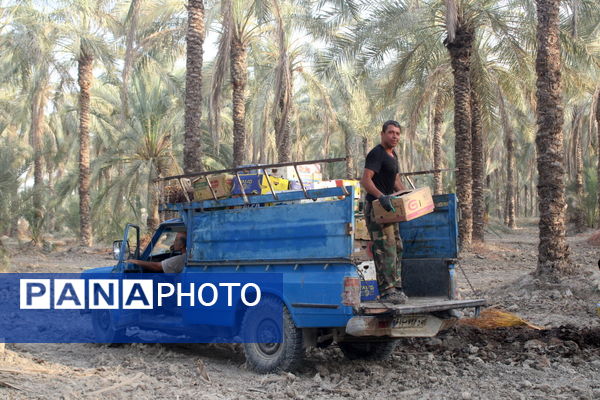 برداشت خرما در منطقه آبپخش