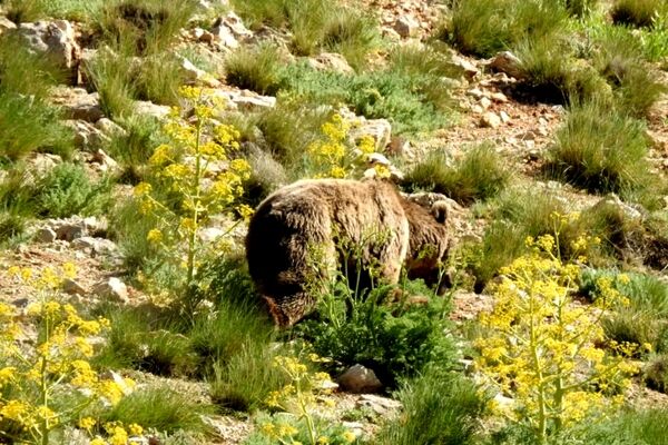 مشاهده و ثبت تصویر خرس قهوه‌‌ای در تنگه واشی