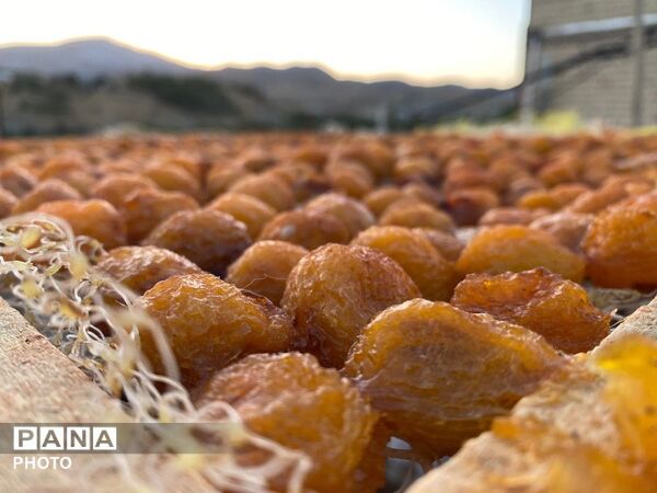 روند برداشت و آماده سازی آلو در شهربار 