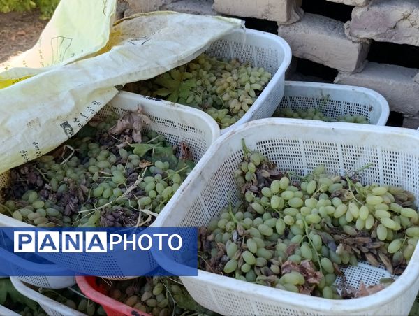 خسارت چند میلیارد تومانی چاه‌های موتور به باغات انگور