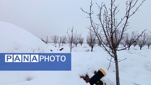 مناظر زیبای باغات روستای بوژمهران پس از بارش برف بهاری ۲۰ سانتیمتری 