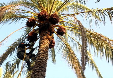 برداشت خرما در منطقه  آبپخش 