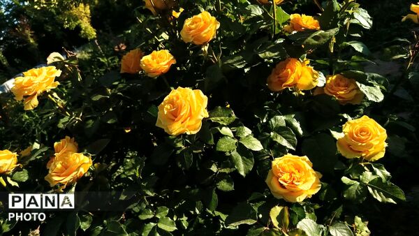 زمین سبز،زندگی سبز