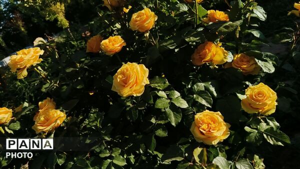 زمین سبز،زندگی سبز