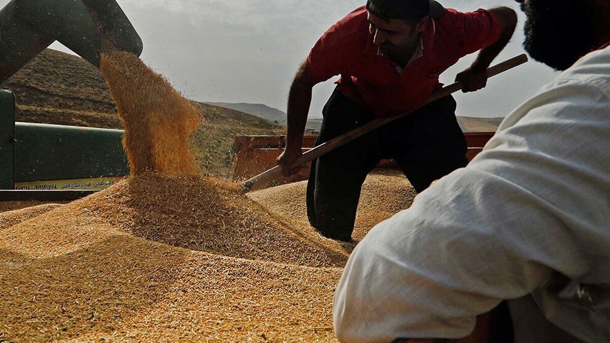 ۱۰ استان پیشتاز در خرید تضمینی گندم اعلام شد