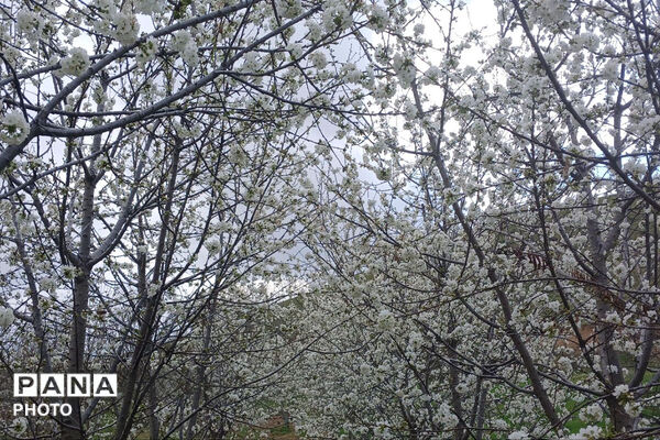 شکوفه‌های بهاری استان خراسان شمالی 