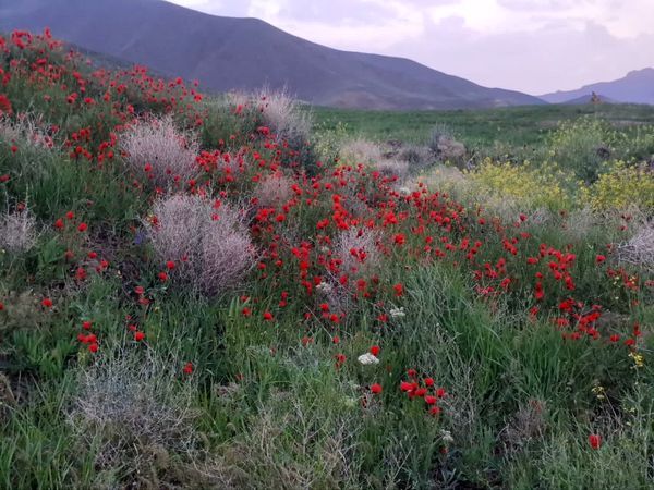 طبیعت بی نظیر روستا سربالا بهترین گزینه برای طبیعتگردی در فصل بهار