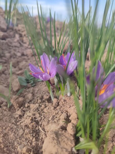 فدافن روستایی که زعفرانش با تشنگی خاک قصه‌ای تلخ نوشت