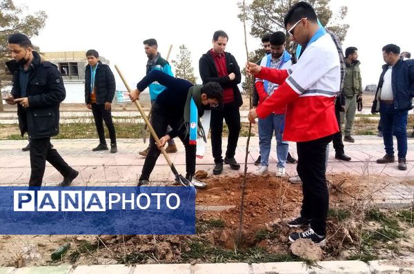 روز درختکاری در تربت جام