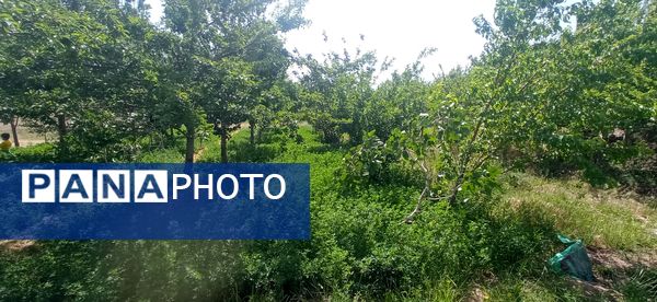 آغاز فصل چیدن؛ باغ‌های جلگه رخ میزبان میوه‌های تابستانی 