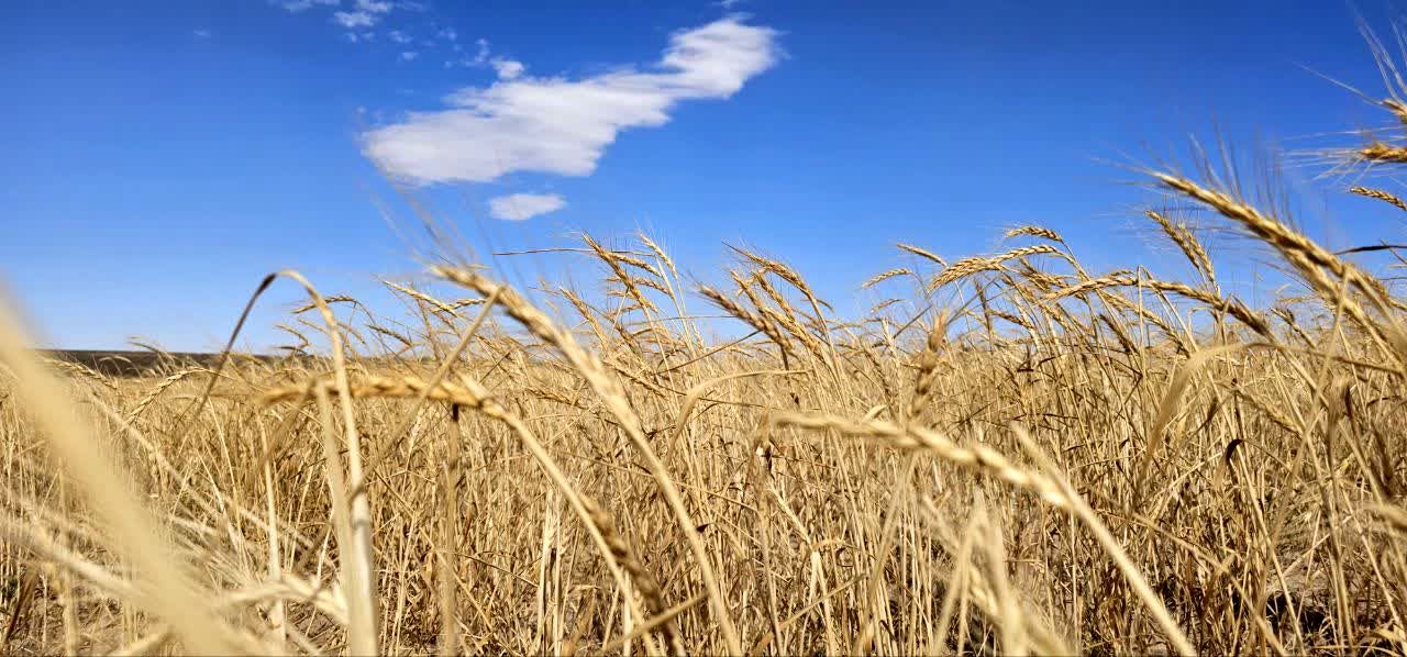 بیمه گندم و دانه‌های روغنی اجباری شد