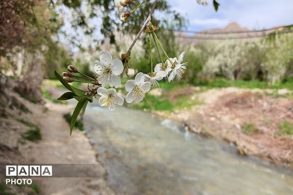 آلبوم تصویری از طبیعت زیبای شهر بار در اردیبهشت‌ماه  ۱۴۰۵ -1