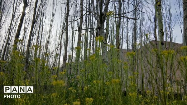  نجوای بهار در روستای سرتشنیز