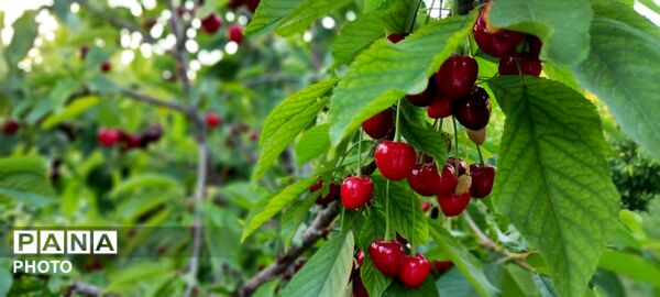  زیبایی های طبیعت باغ های روستای صومعه 