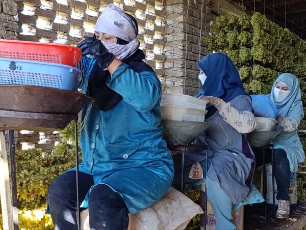 برداشت ۳۰ هزار تن انگور از تاکستان‌های ترشیز