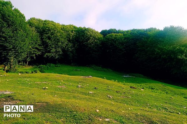 از آباده تا گیلان؛ سفری به سرزمین باران و جنگل‌های همیشه‌سبز