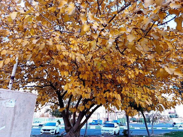 طبیعت زیبای کاشمر در پاییز