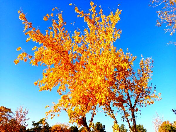 طبیعت زیبای کاشمر در پاییز