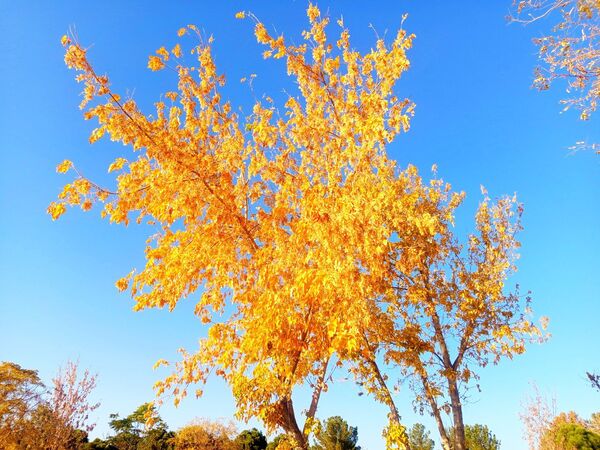 طبیعت زیبای کاشمر در پاییز