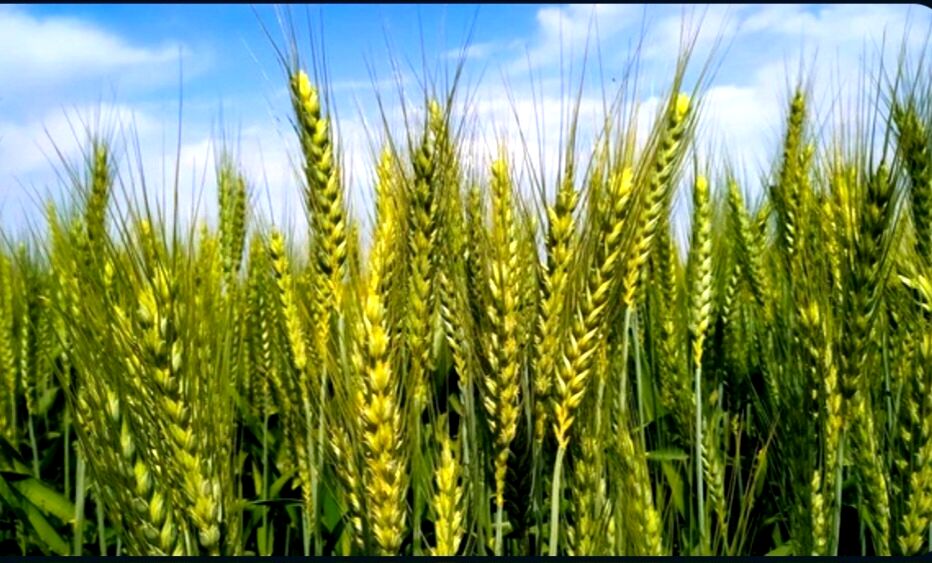 گندمکاران خراسان‌شمالی برای مبارزه با «آفت سن» عجله کنند