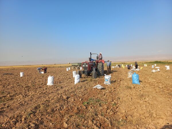 برداشت محصول سیب زمینی در روستای داغیان