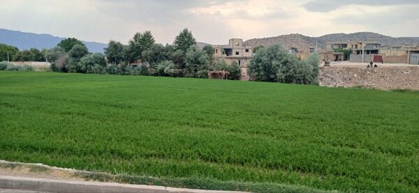 برنج‌کاری در لردگان؛ نماد زندگی و فرهنگ محلی