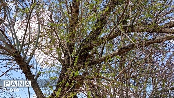 رویش شکوفه های امید در فصل بهار روستای برزنون 