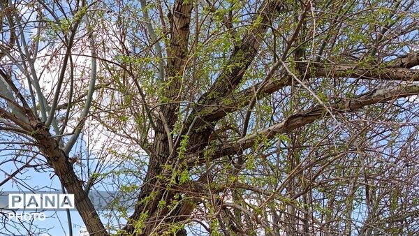 رویش شکوفه های امید در فصل بهار روستای برزنون 