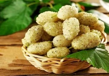 جشنواره توت سفید هوراند آغاز یک سنت جدید در ۸ خرداد