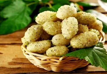 جشنواره توت سفید هوراند آغاز یک سنت جدید در ۸ خرداد