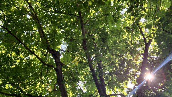 مارکده، سرزمین طلایی بادام و گردو؛ گنجینه‌ای از طعم و سنت در دل سامان