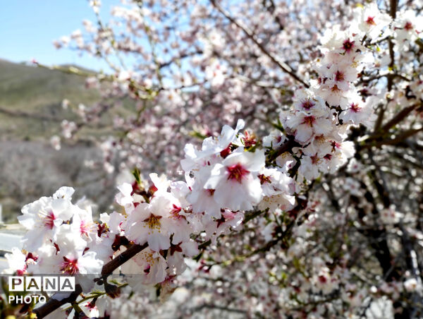شکوفه‌هایی که تویسرکان را قاب تازه زدند
