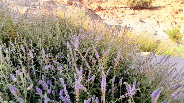 روستای برد‌زرد نگینی غریب در شهرستان لنده