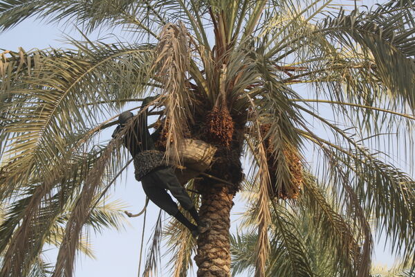 برداشت خرما در منطقه آبپخش