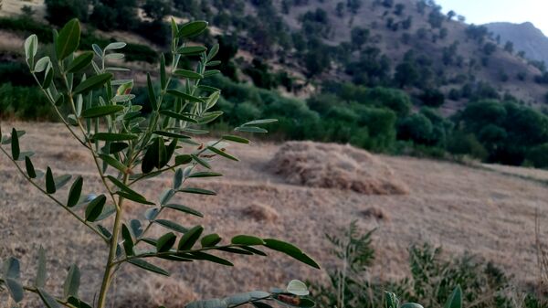 برداشت گندم در روستای بیدله