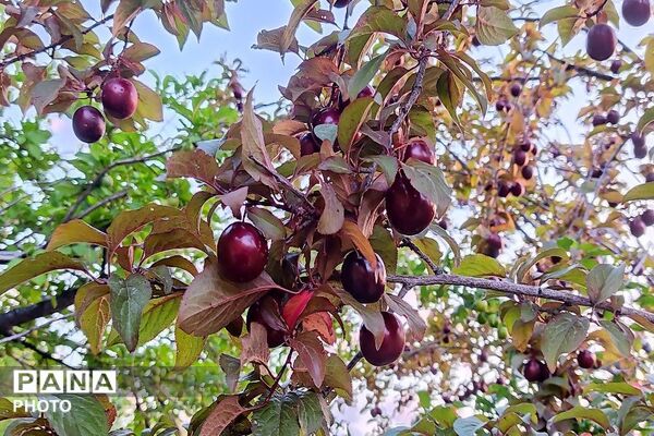 فصل چیدن یاقوت های چشم نواز در شهر بار نیشابور-۱