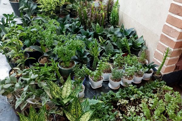 نمایشگاه گل و گیاه در نمایشگاه دائمی قرچک