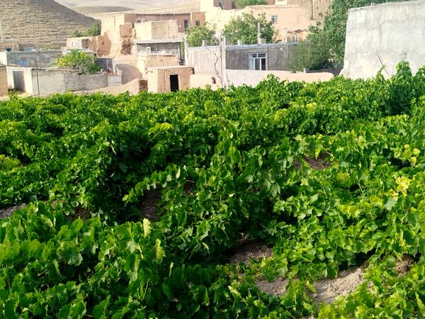 گزکوه، قطب انگور خراسان شمالی 