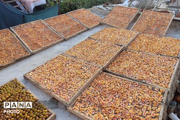 طعم شیرین تابستان در شهربار نیشابور