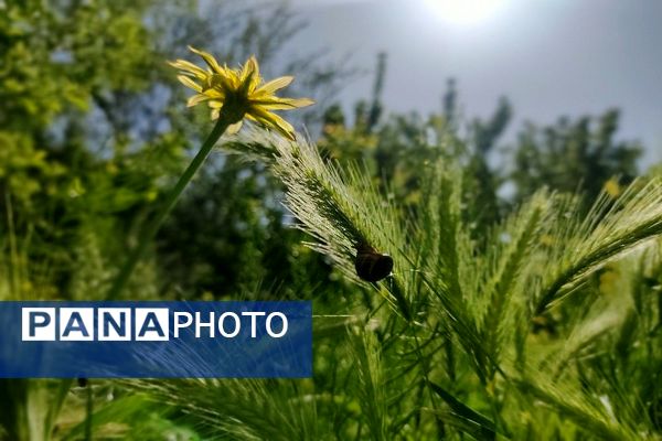 شهر زیبای بار، بهشت نیشابور