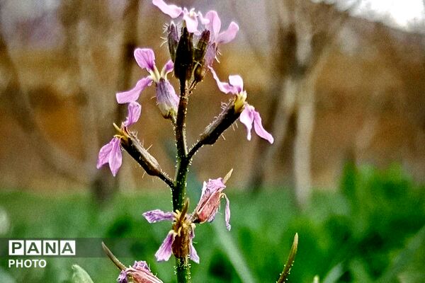 اولین شکوفه های بهاری در شهر بار نیشابور