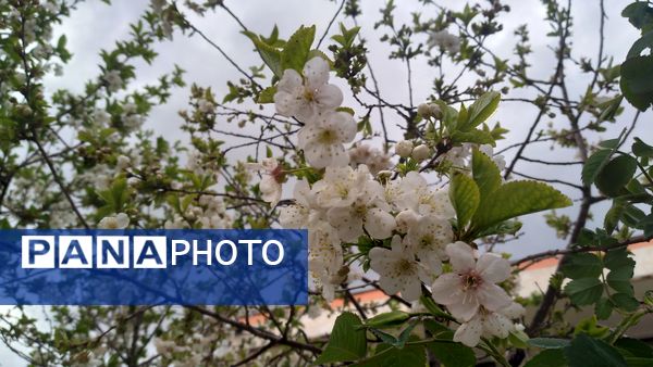 باران بهاری؛ ملودی زندگی در بستر طبیعت