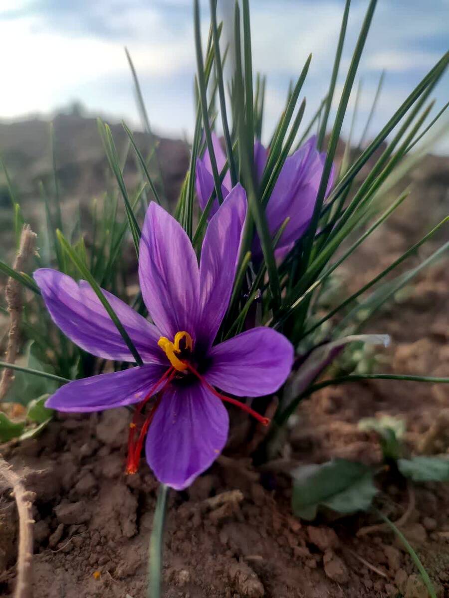 فدافن روستایی که زعفرانش با تشنگی خاک قصه‌ای تلخ نوشت