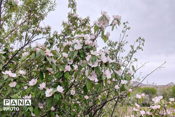 آلبوم تصویری از طبیعت زیبای شهر بار در اردیبهشت‌ماه  ۱۴۰۵ -1
