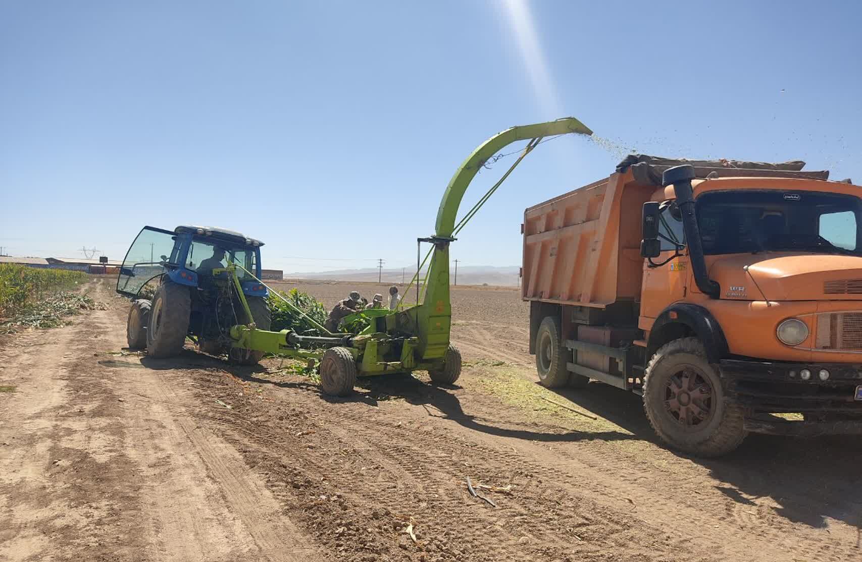 جمع آوری ذرت علوفه ای در روستاهای شهرستان فاروج 